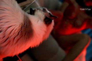 王兔兔啊 2024-01-30 17:36:50 红色胶质洞洞连体套装