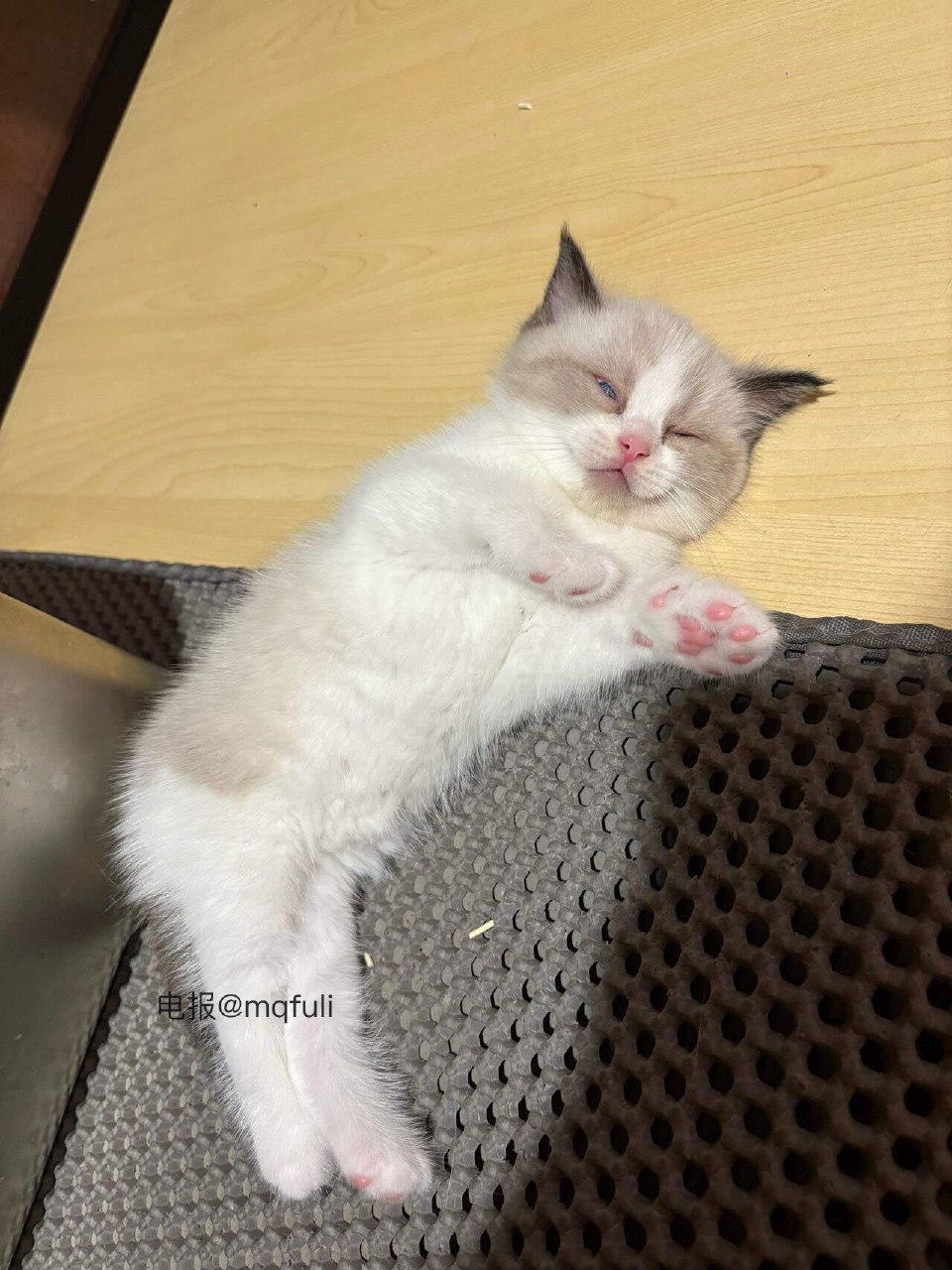 鹿瑶 2025-05-23 14:35:16 做我的猫